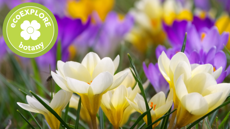 ecoEXPLORE Program: Botany Season - Transylvania County Library