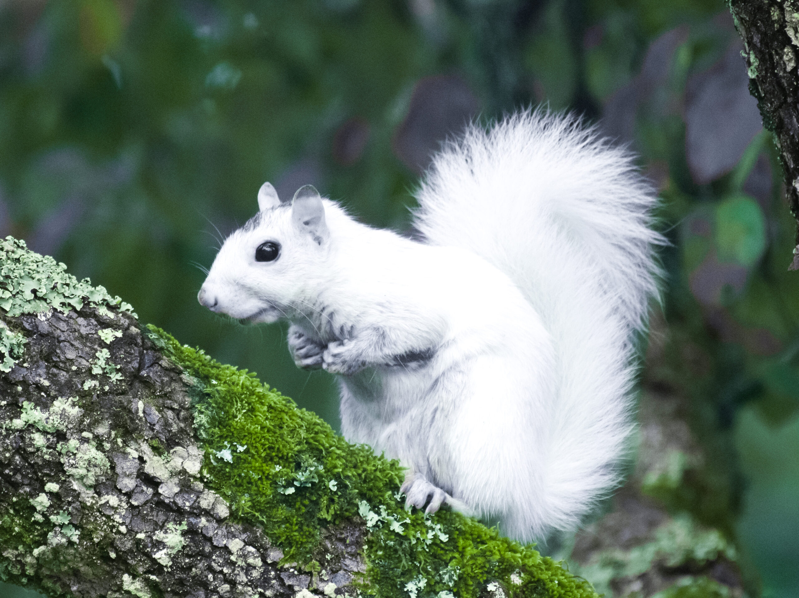 The White Squirrels of Brevard Transylvania County Library