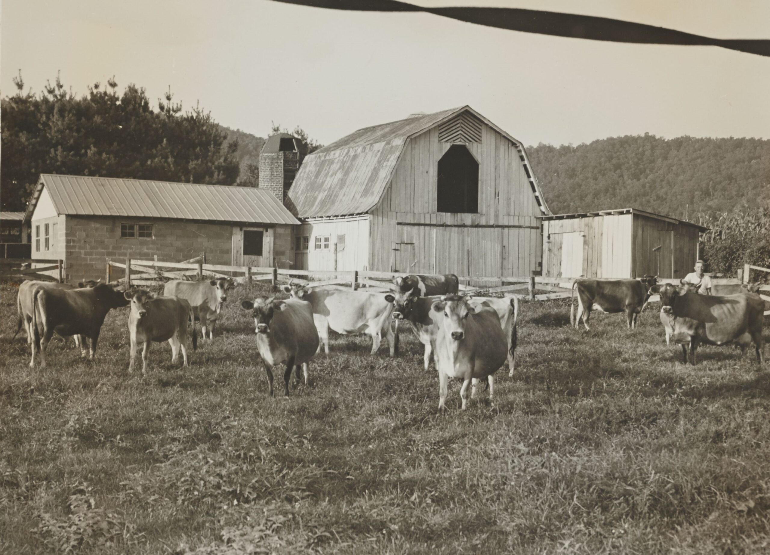 Local Dairy Farms - Transylvania County Library