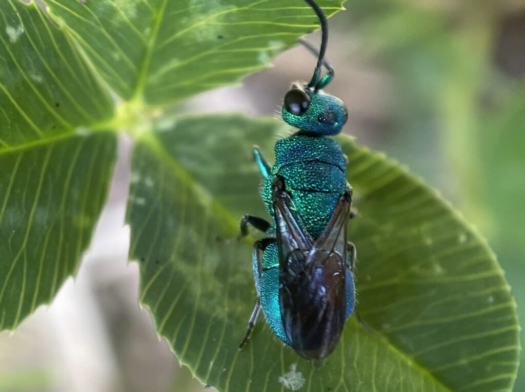 small blue/green insect