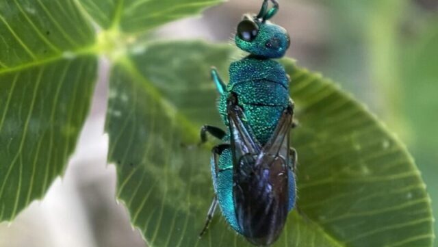 small blue/green insect