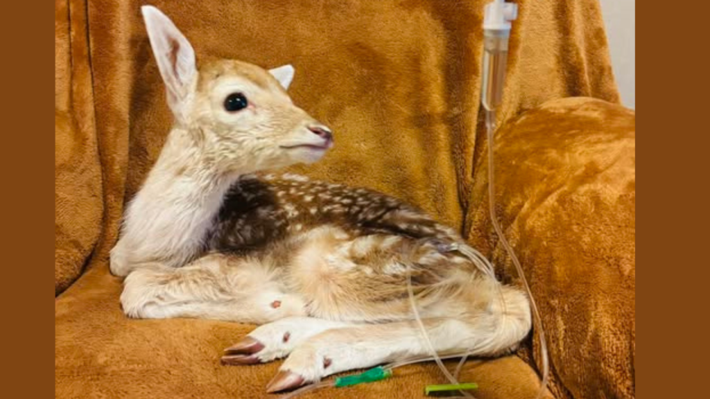 fawn with IV